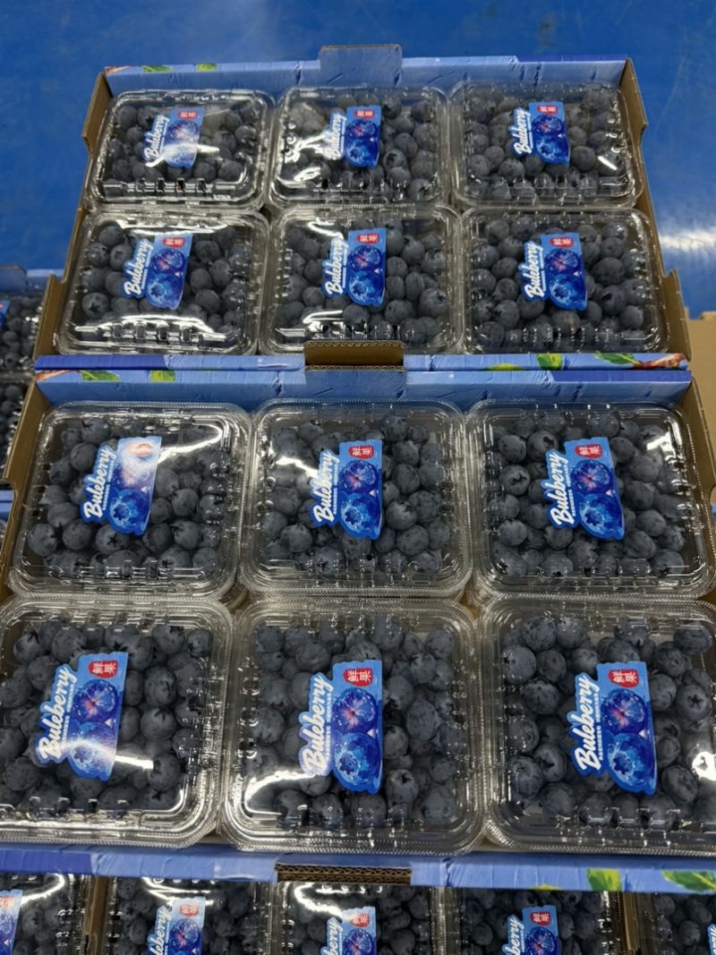 蓝莓125g/盒12合1总重1.5公斤
