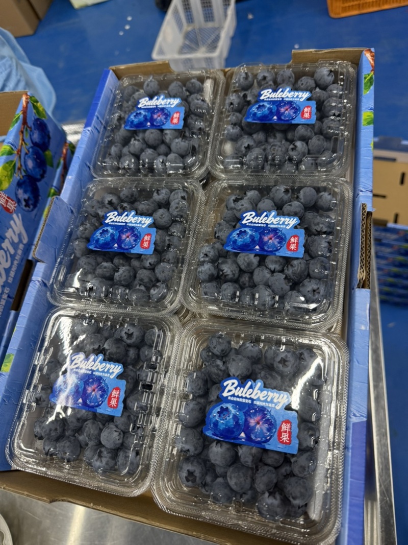 蓝莓125g/盒12合1总重1.5公斤