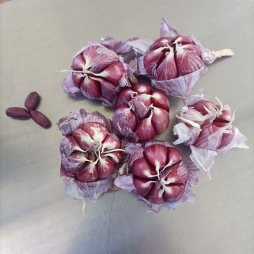 云南新蒜独头蒜分蒜