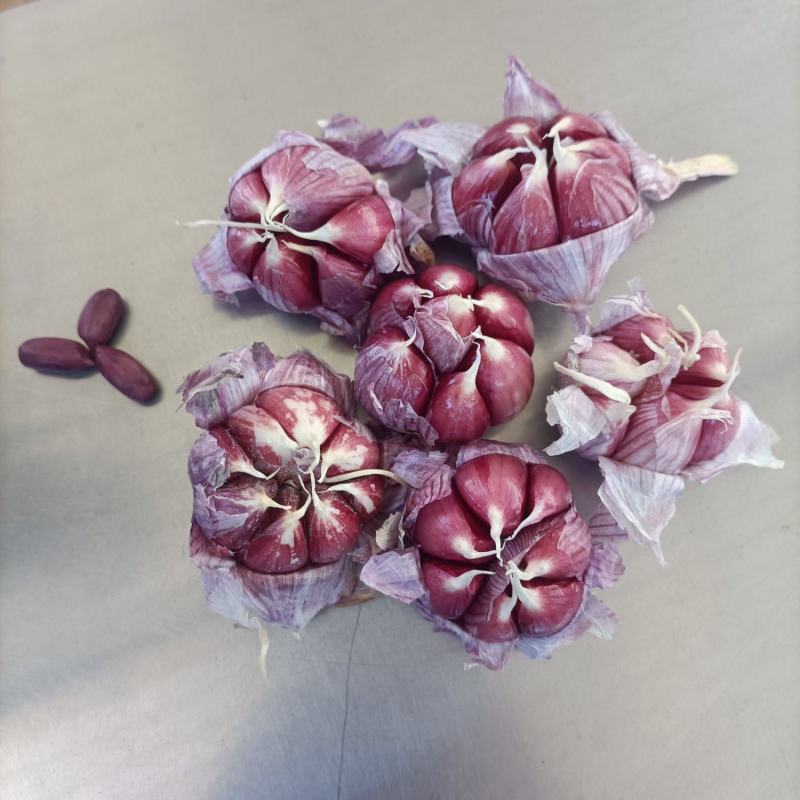 云南新蒜独头蒜分蒜