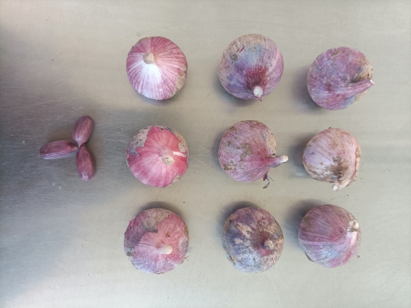 云南新蒜独头蒜分蒜