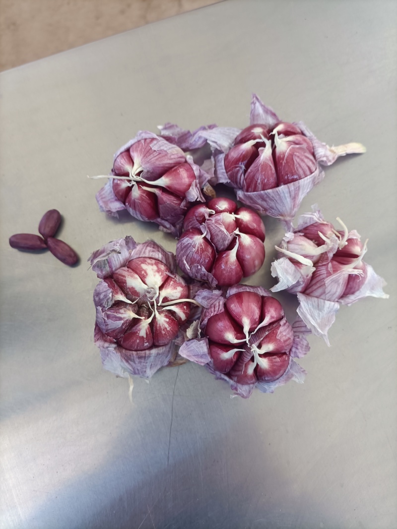 云南新蒜独头蒜分蒜