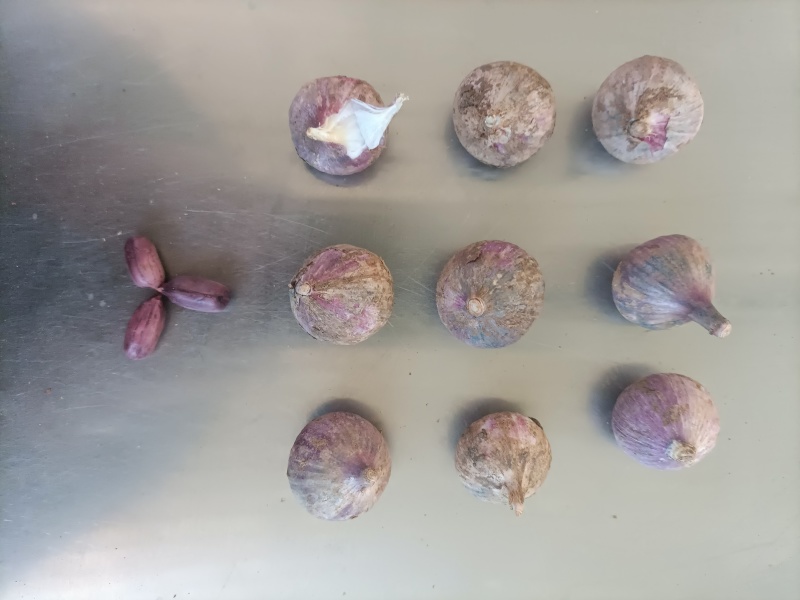 云南新蒜独头蒜分蒜