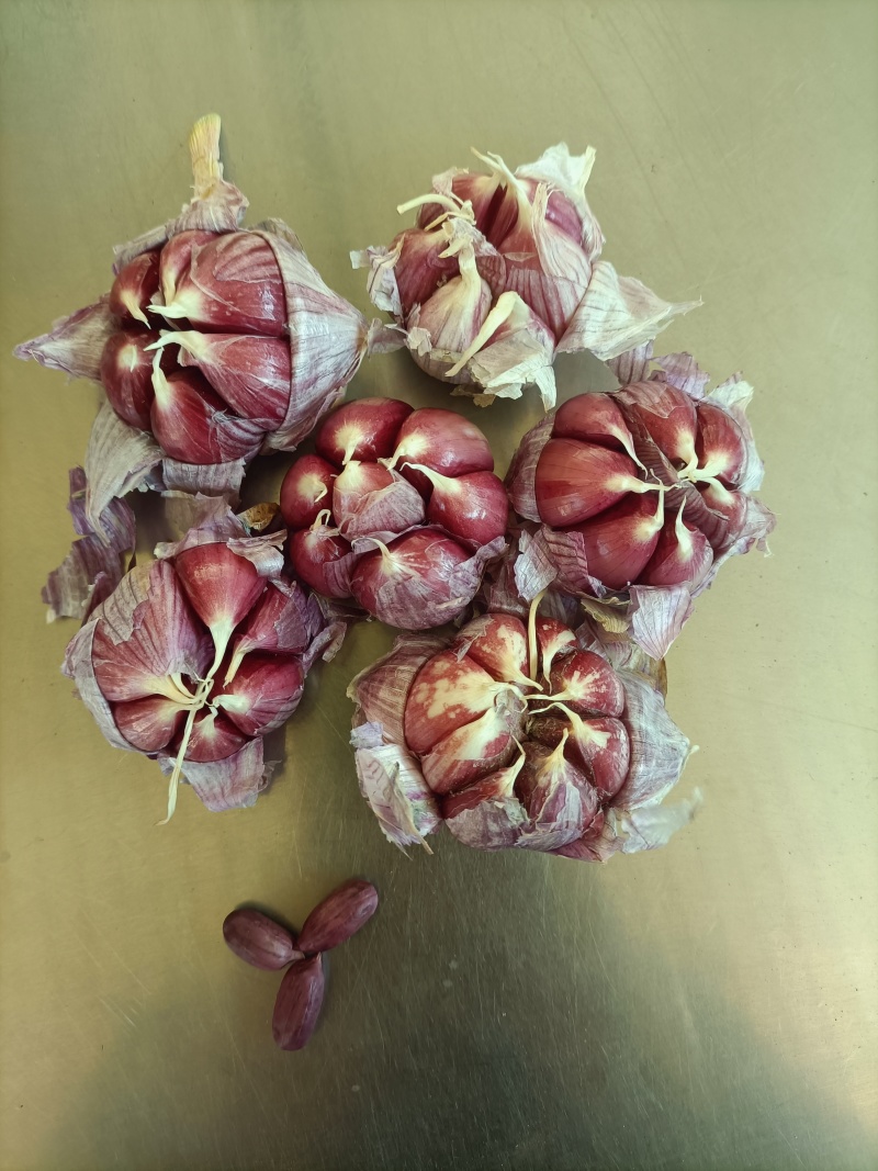 云南新蒜独头蒜分蒜