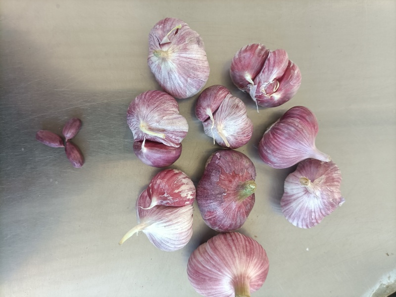 云南新蒜独头蒜分蒜