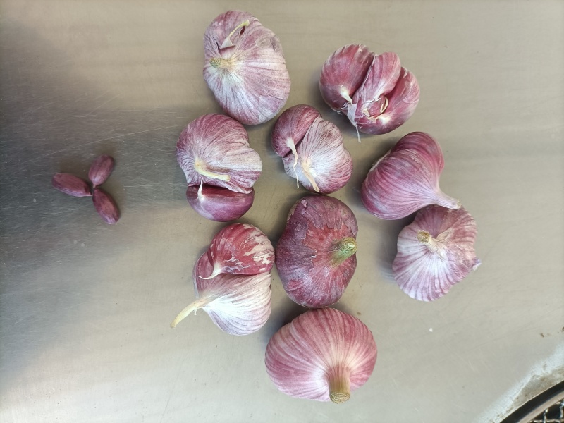云南新蒜独头蒜分蒜