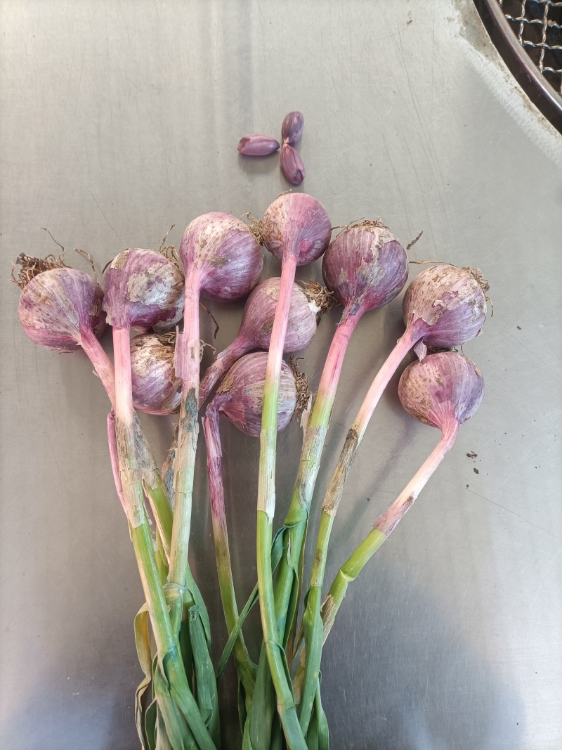云南新蒜独头蒜分蒜