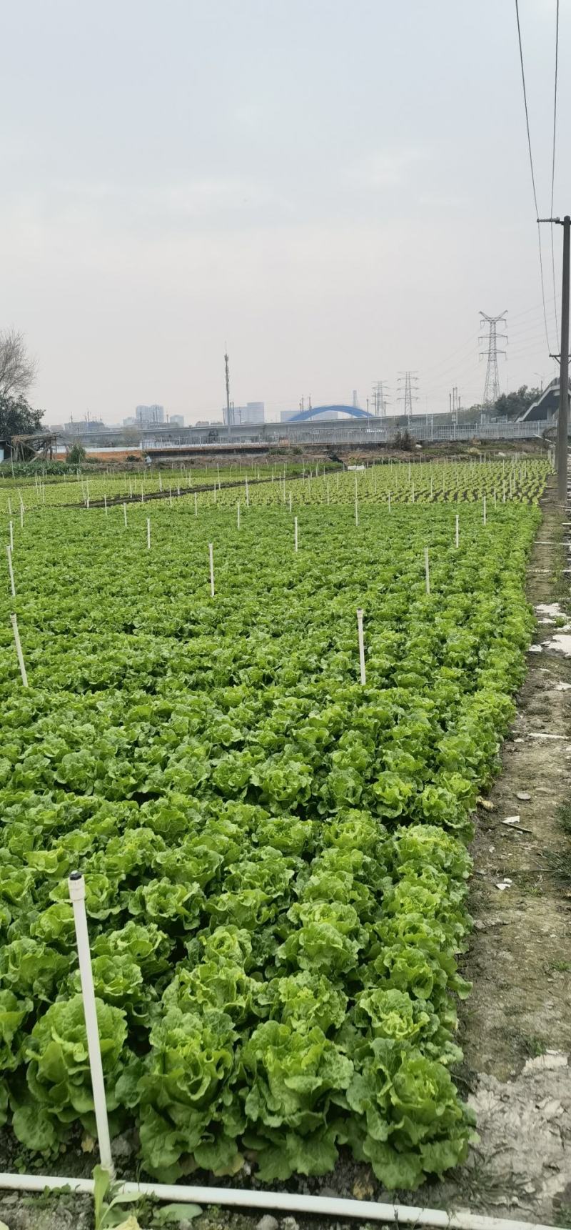 自种无棚天然生菜，比有棚的更好吃。接受大量批发，坐标佛山