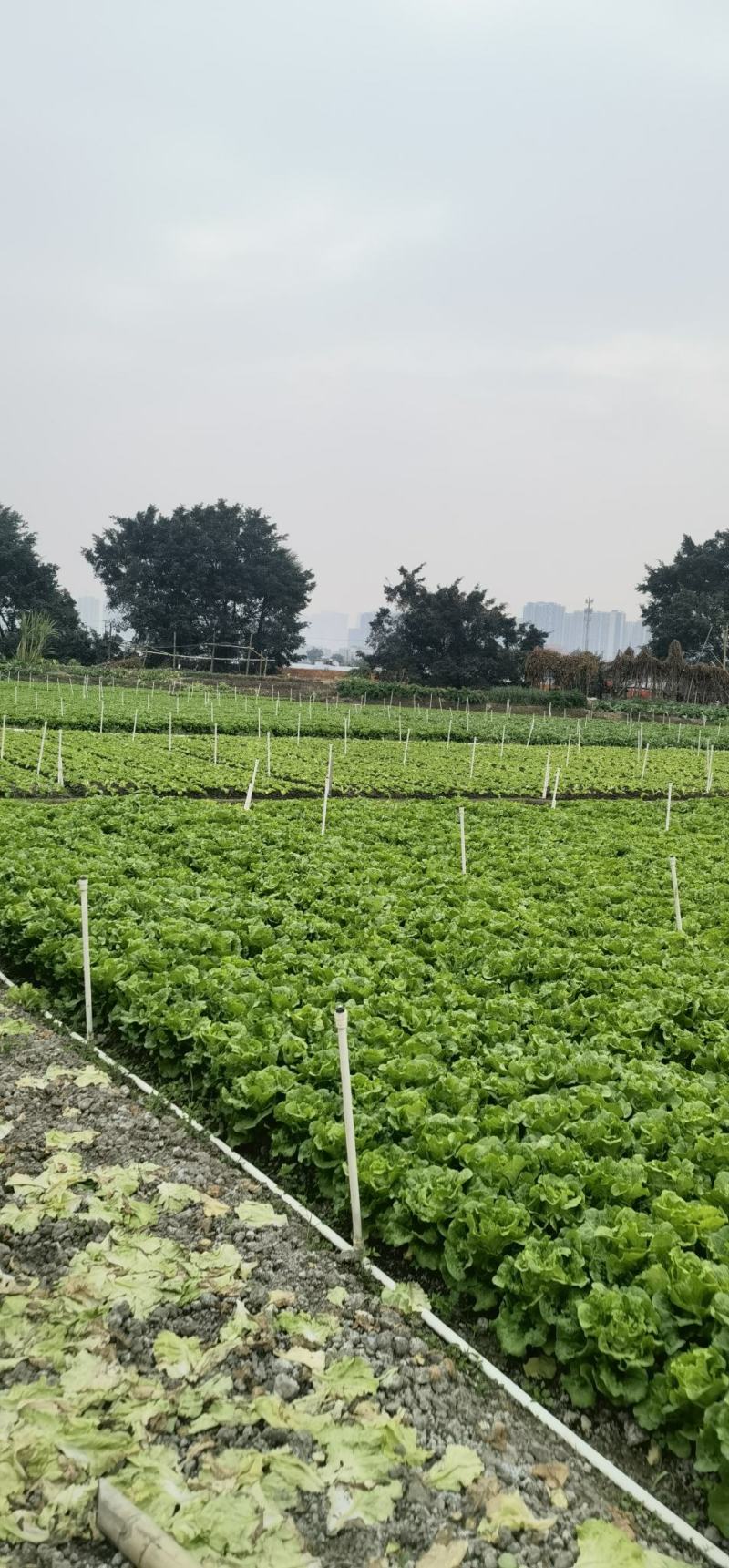 自种无棚天然生菜，比有棚的更好吃。接受大量批发，坐标佛山