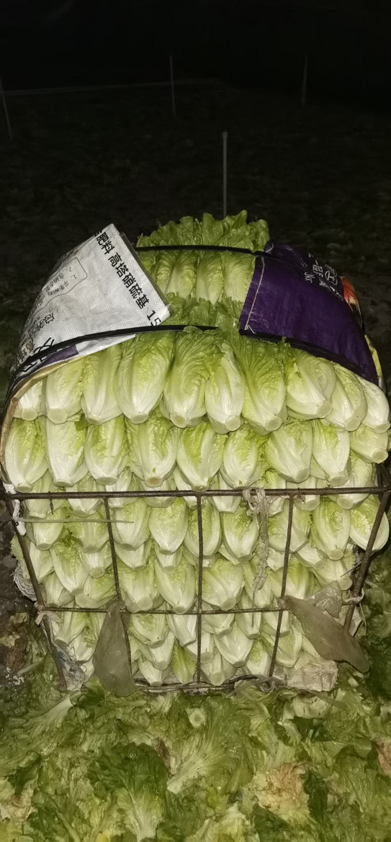 自种无棚天然生菜，比有棚的更好吃。接受大量批发，坐标佛山