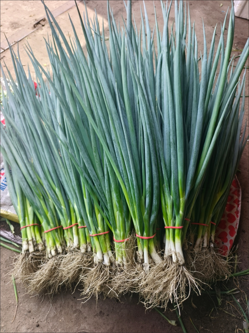 蔬菜专用捆绑皮筋
