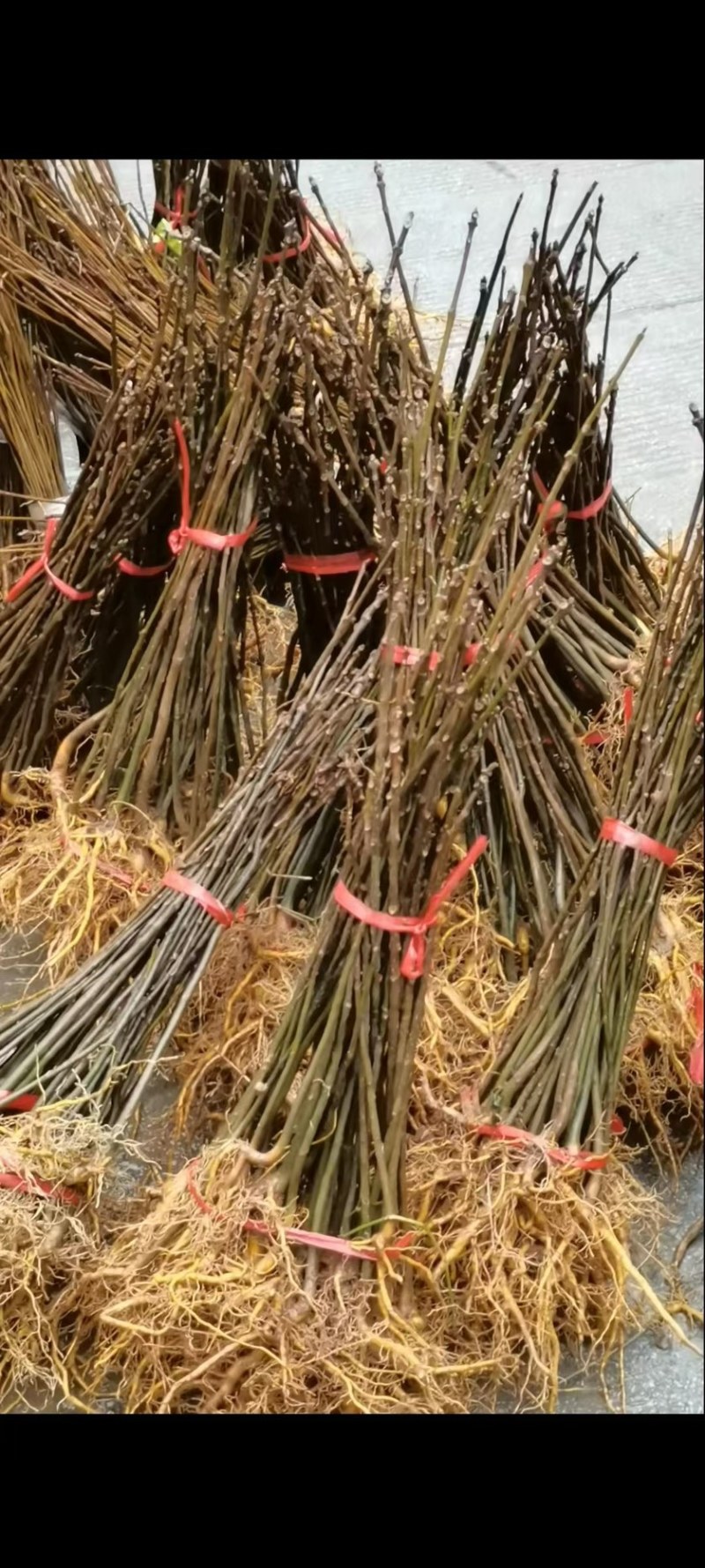 广西省河池市罗城仫佬族自治县大量批发大叶厚皮川黄柏苗