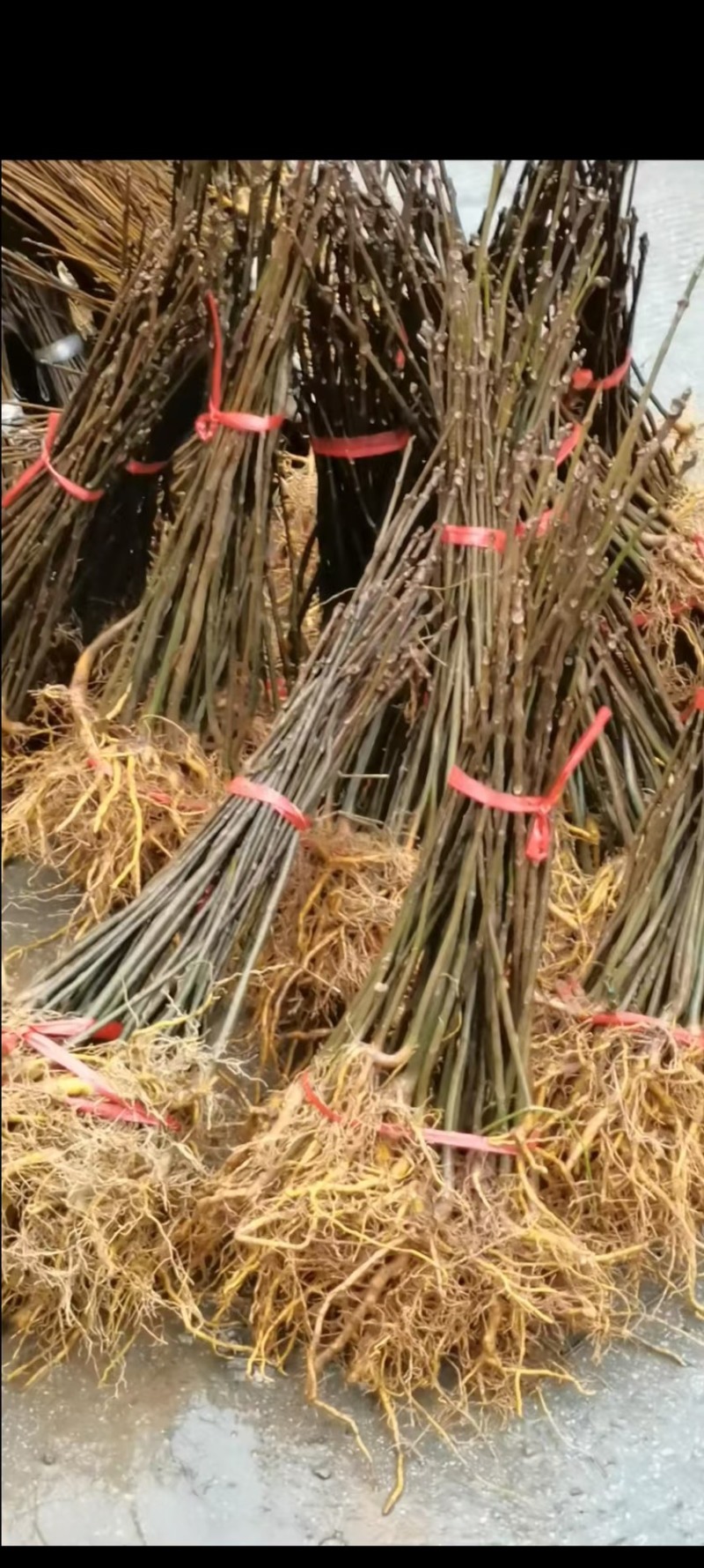 广西省河池市罗城仫佬族自治县大量批发大叶厚皮川黄柏苗