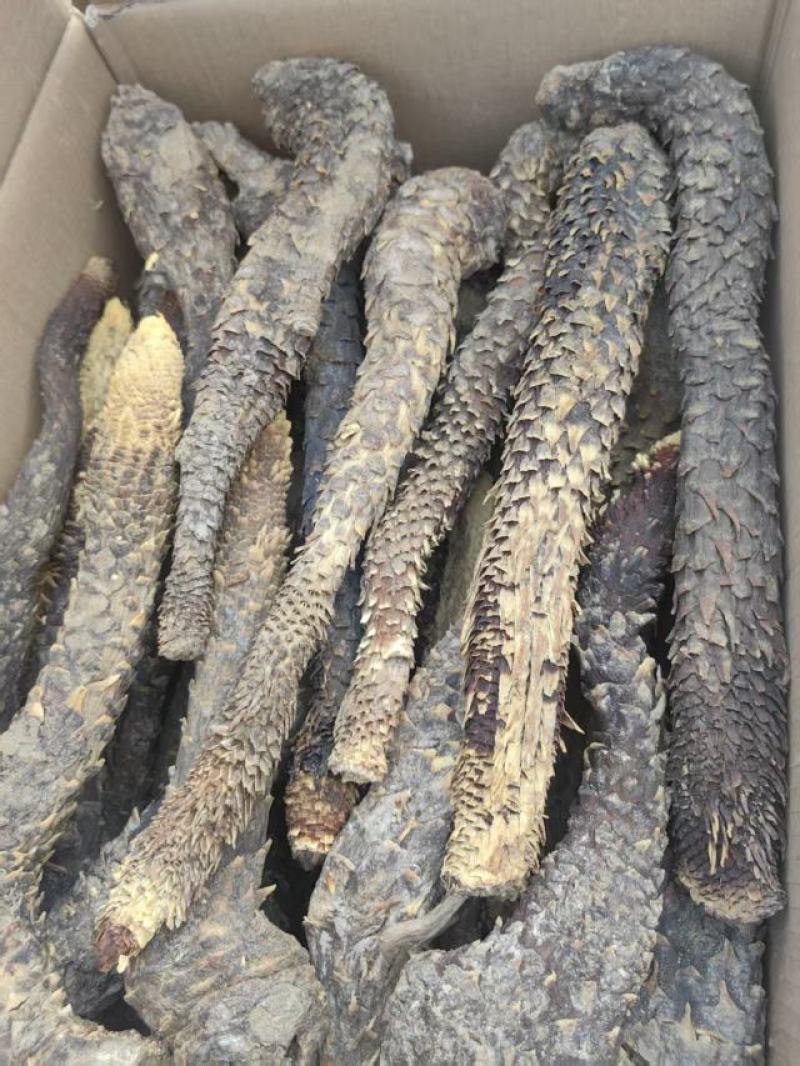 精品荒漠肉苁蓉种植原厂，全国包邮，量大从优。有鉴定报告。