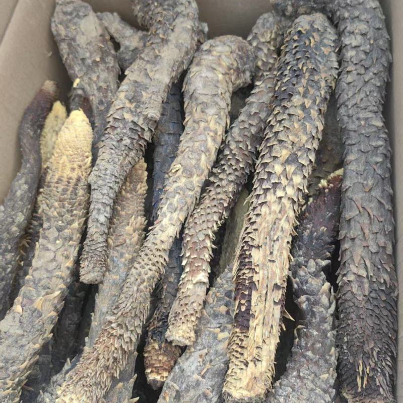 精品荒漠肉苁蓉种植原厂，全国包邮，量大从优。有鉴定报告。