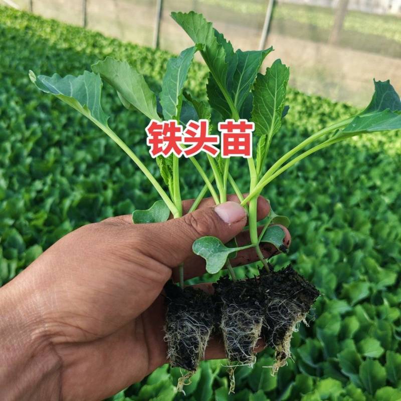 云南高原优选帝王60大白菜苗全程一站式一条龙服务欢迎采购