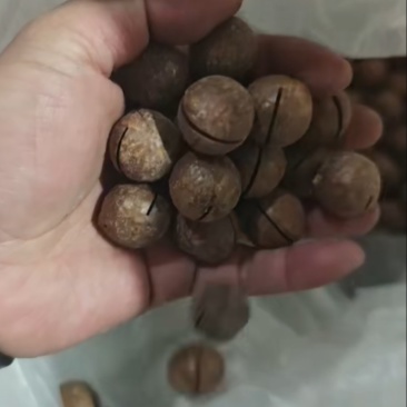 坚果夏威夷果20-22成品余20吨性价比手慢无