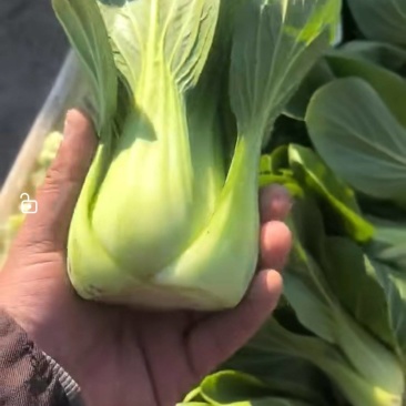 青菜