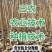南林3804无絮速生杨