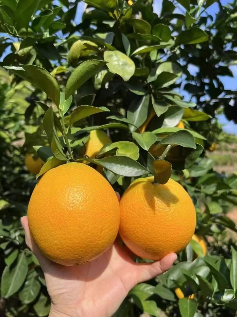 湖南正宗崀山脐橙，味甜多汁，量多批发价格，精品优质果