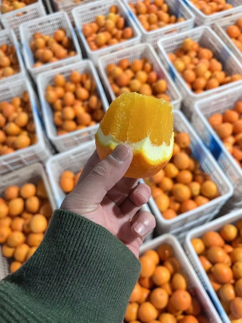 湖南正宗崀山脐橙，味甜多汁，量多批发价格，精品优质果