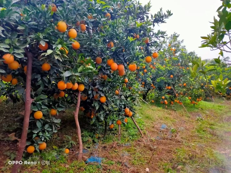湖南正宗崀山脐橙，味甜多汁，量多批发价格，精品优质果