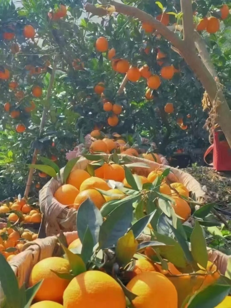 湖南正宗崀山脐橙，味甜多汁，量多批发价格，精品优质果