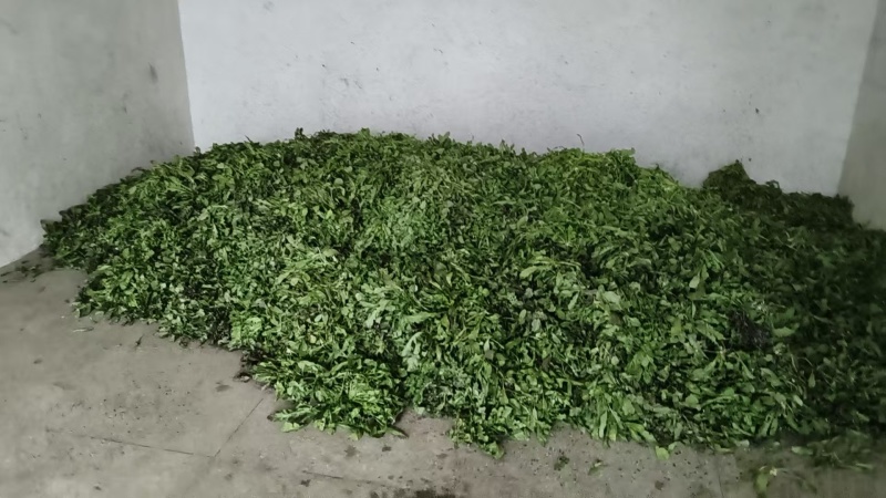 精品荠菜量上市/对接市场加工厂/适用于加工腌制咸菜