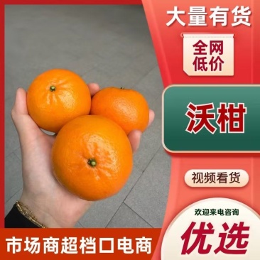 沃柑/广西南宁武鸣区沃柑大量有货/基地直发/对接全国采购
