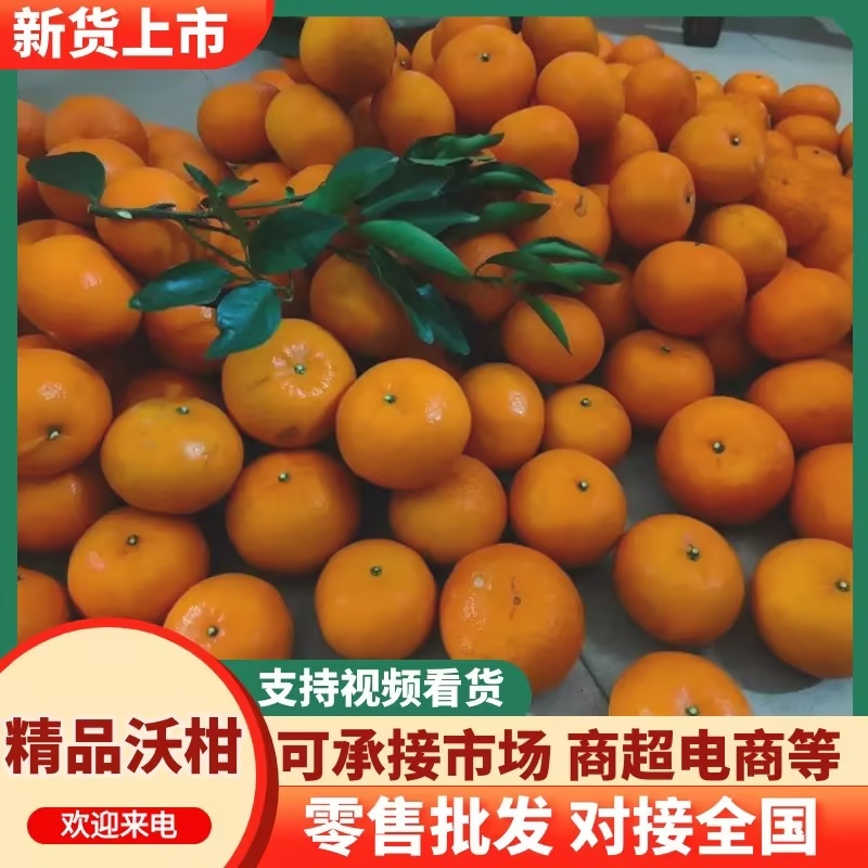 沃柑/广西南宁武鸣区沃柑大量有货/基地直发/对接全国采购