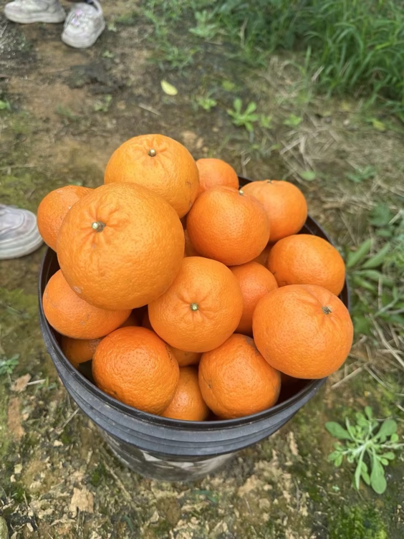 沃柑/广西南宁武鸣区沃柑大量有货/基地直发/对接全国采购