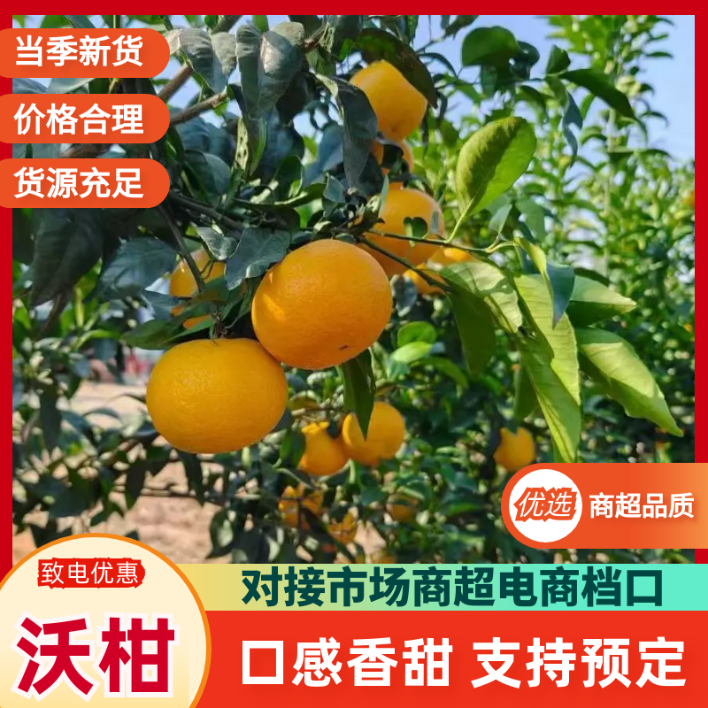 沃柑/广西南宁武鸣区沃柑大量有货/基地直发/对接全国采购