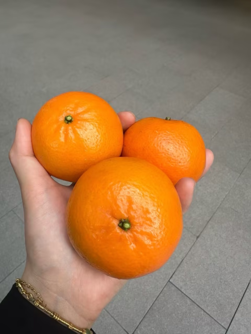 沃柑/广西南宁武鸣区沃柑大量有货/基地直发/对接全国采购