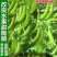 【热卖】云南精品长寿仁豌豆水果豌豆青豌豆支持视频看货