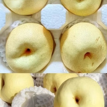 新疆库尔勒贡梨