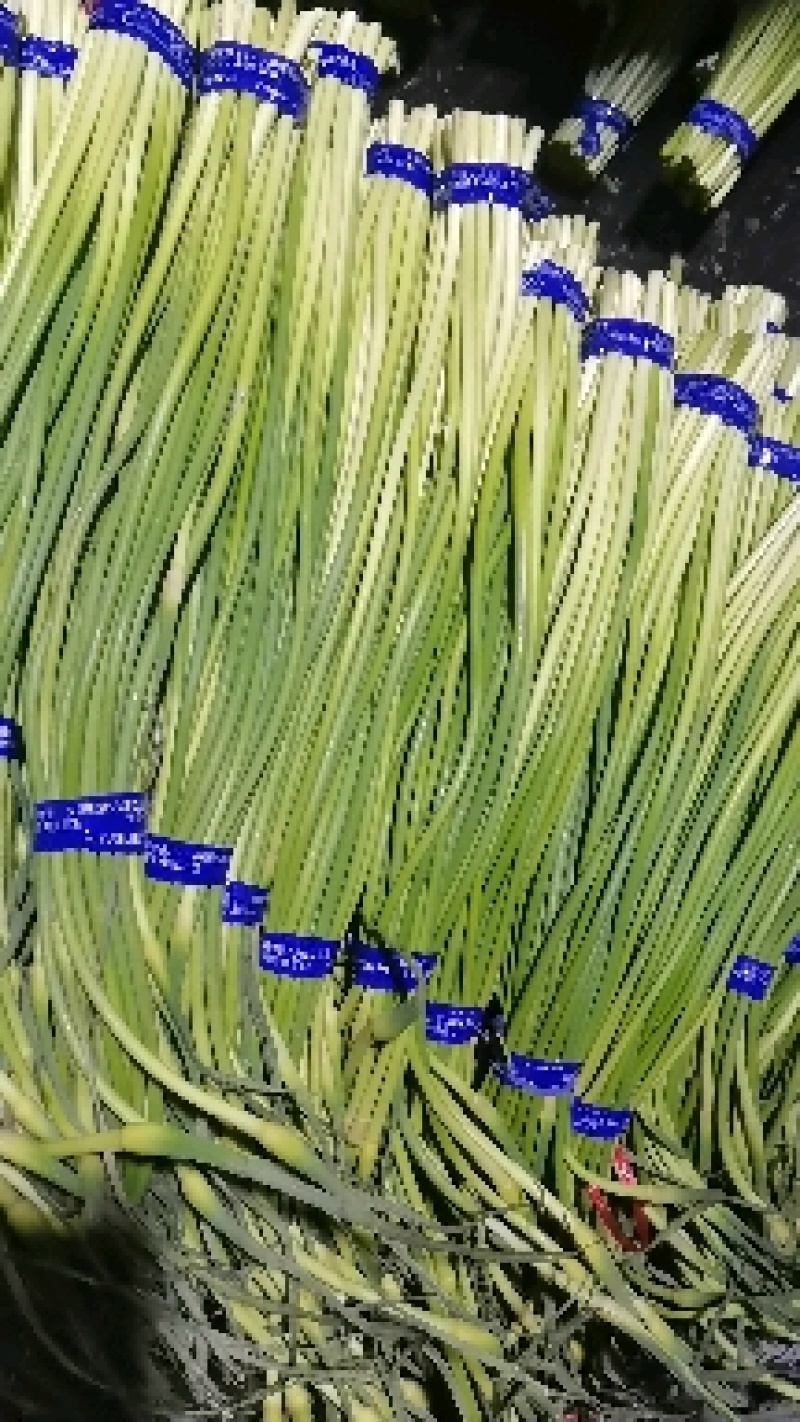 金乡红帽蒜苔大量有货，一手货源。