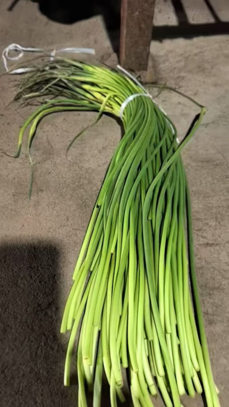 金乡红帽蒜苔大量有货，一手货源。