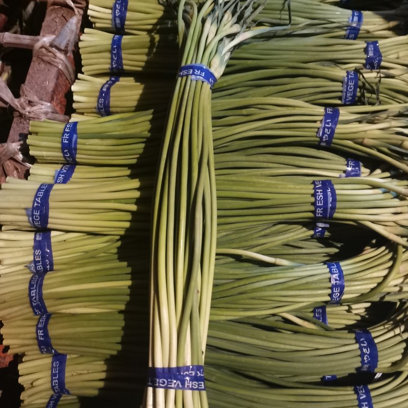 金乡红帽蒜苔大量有货，一手货源。