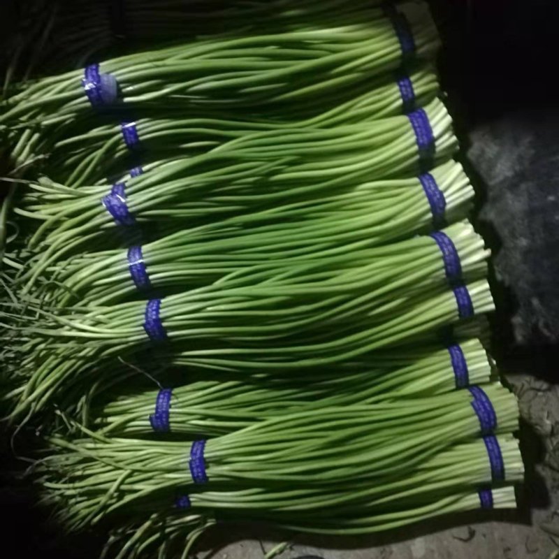 金乡红帽蒜苔大量有货，一手货源。