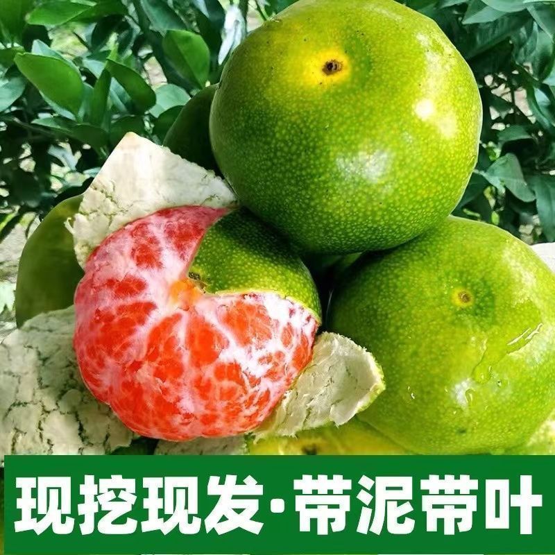 特早熟青皮密桔日南一号嫁接橘子树苗南北可种耐寒桔苗
