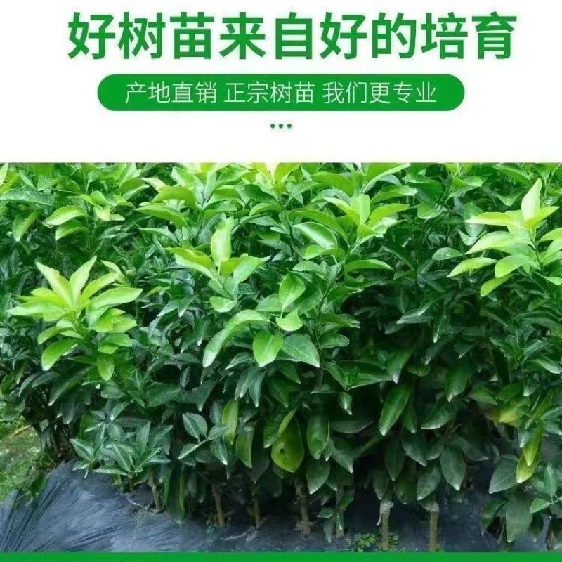 特早熟青皮密桔日南一号嫁接橘子树苗南北可种耐寒桔苗