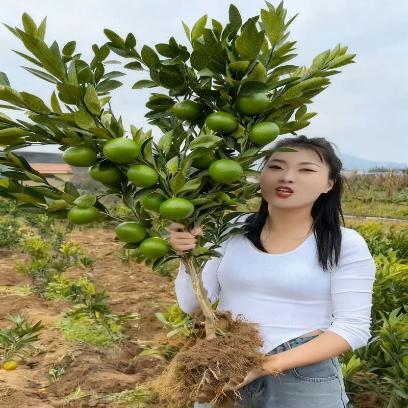 特早熟青皮密桔日南一号嫁接橘子树苗南北可种耐寒桔苗