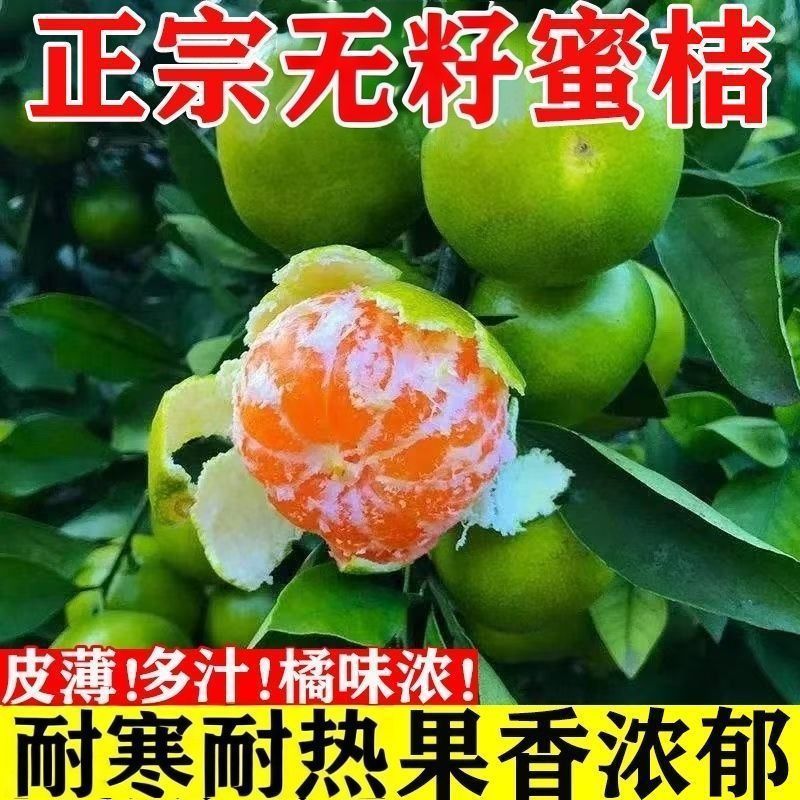 特早熟青皮密桔日南一号嫁接橘子树苗南北可种耐寒桔苗