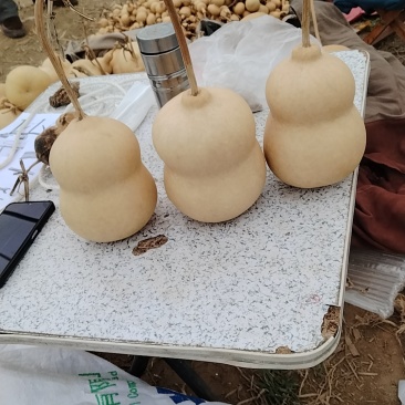 中号葫芦