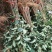 嫁接苹果树苗国光苹果苗南北方均可种植基地直销现挖发货