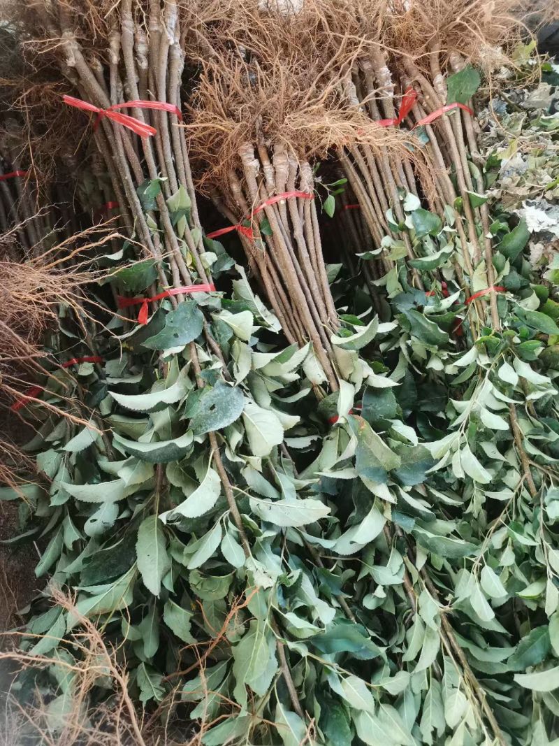嫁接苹果树苗国光苹果苗南北方均可种植基地直销现挖发货