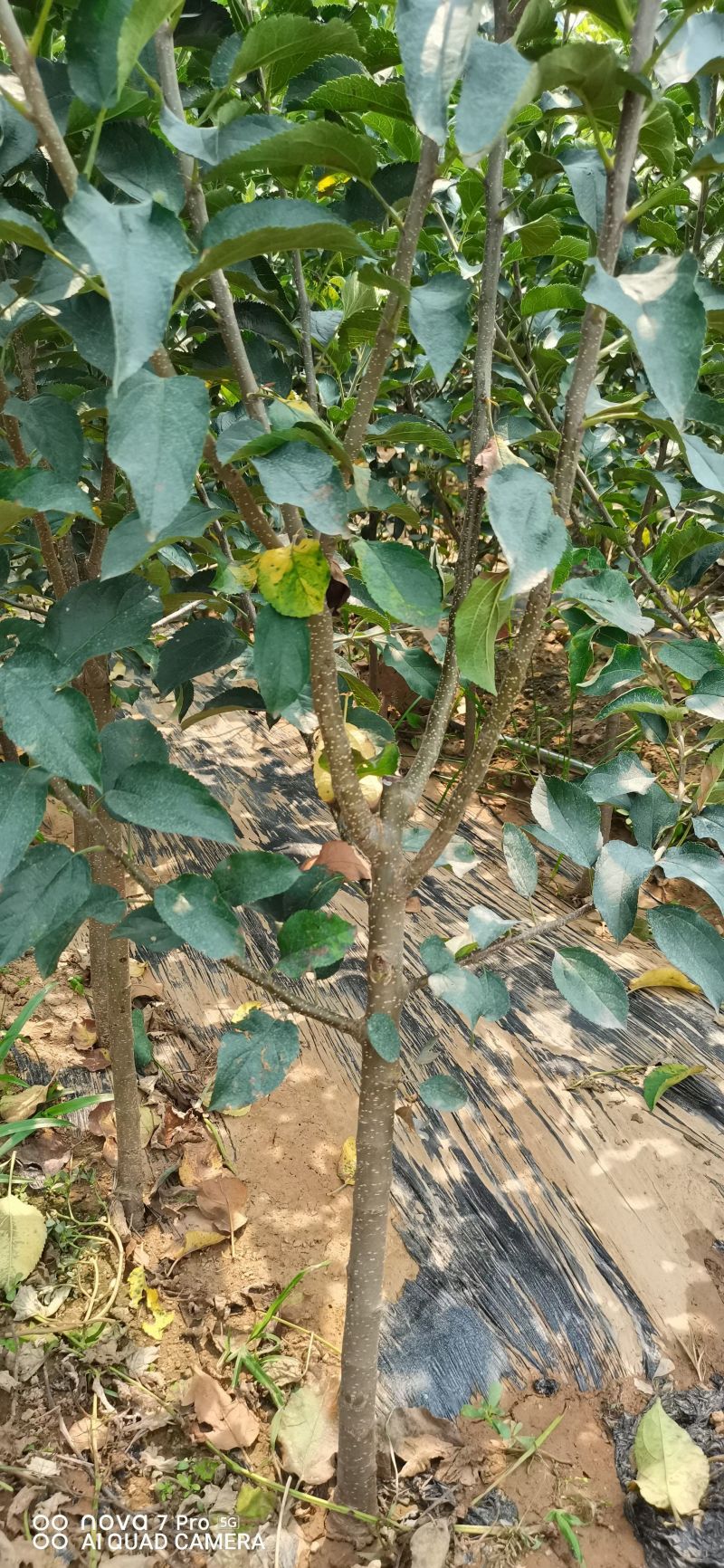 嫁接苹果树苗国光苹果苗南北方均可种植基地直销现挖发货