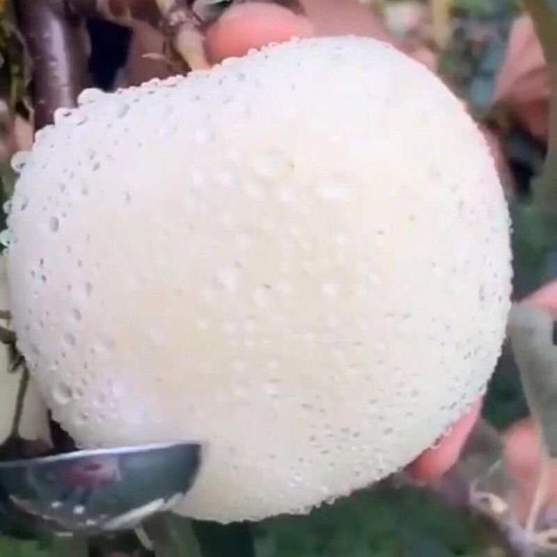 奶油富士，大量有货