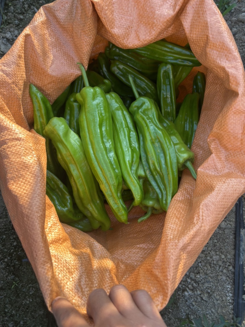 泡椒