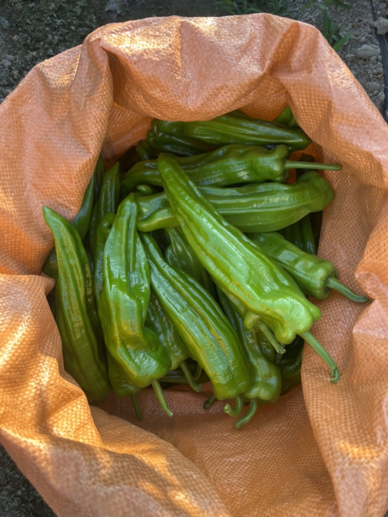 泡椒